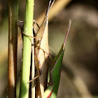 長頭蝗 grasshoppers
