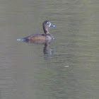 Ringnecked Duck (Female)