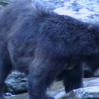 Glacier Black Bear