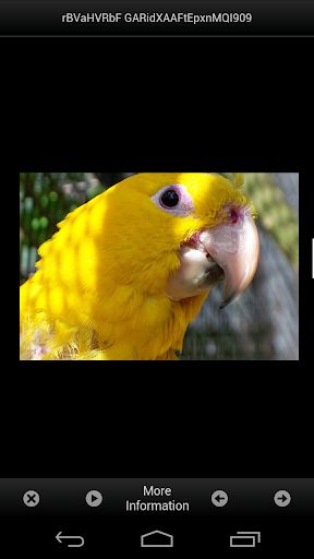 Macaw Parrots Birds Lover