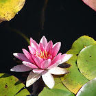 Water Lily