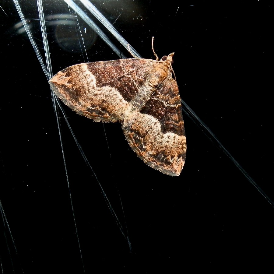 lucid carpet moth -1