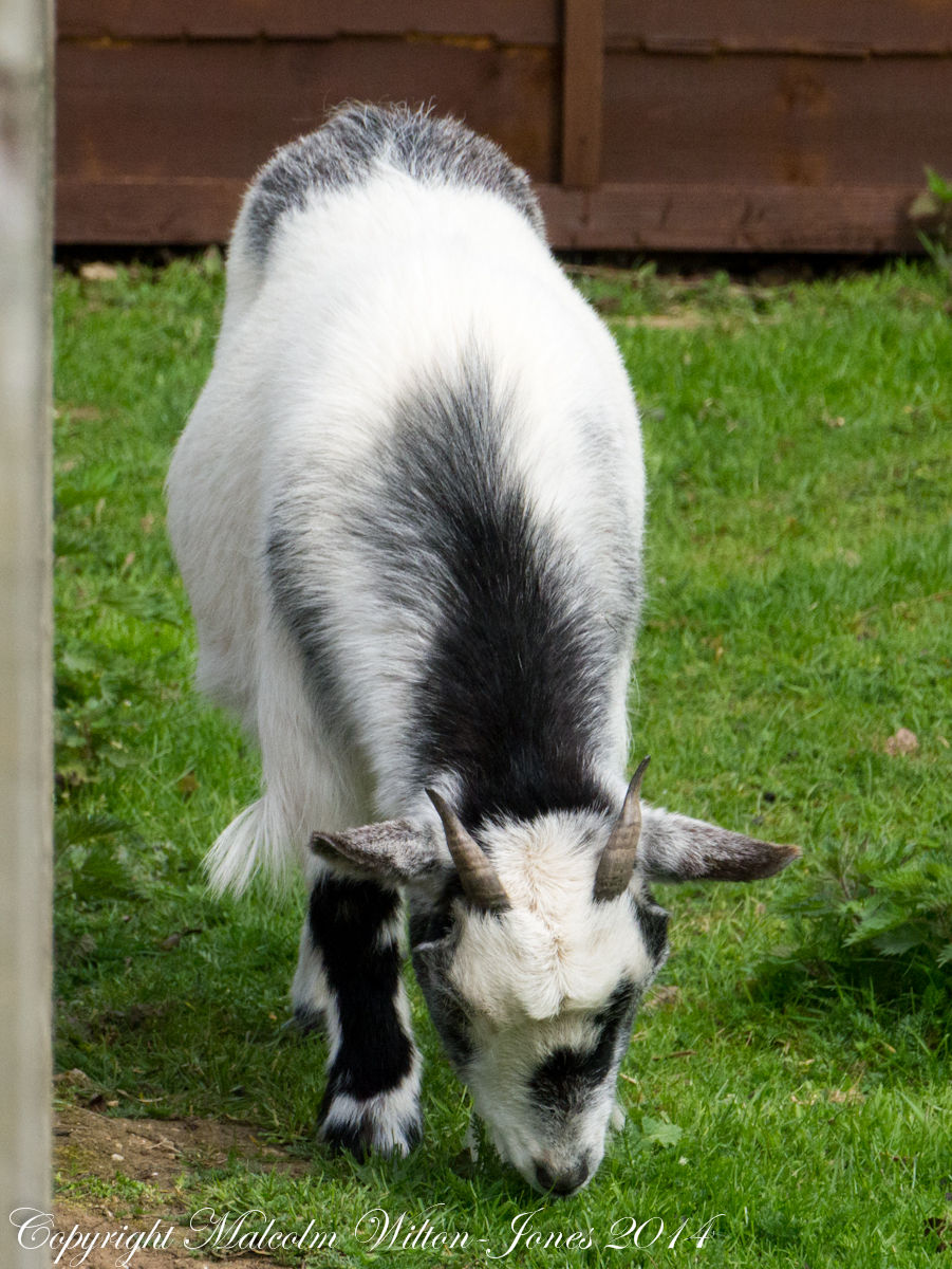 Arapawa Goat
