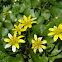 Lesser Celandine