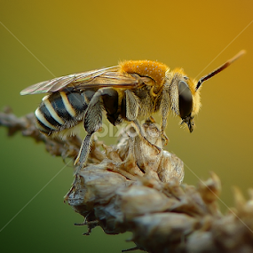 nangkring by Rhonny Dayusasono - Animals Insects & Spiders