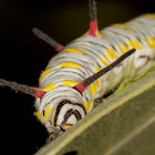 Caterpillar of Plain Tiger Butterfly