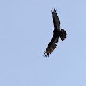 Turkey Vulture