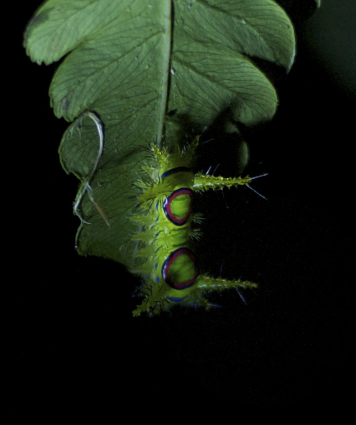 Limacodidae moth caterpillar