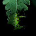 Limacodidae moth caterpillar