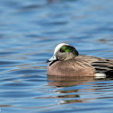 American Wigeon