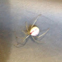 Cobweb spider (female)