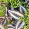 Wandering Jew