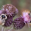 unknown bees