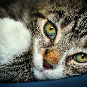 by Jane Bjerkli - Animals - Cats Portraits