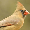 Northern Cardinal (Female)