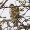 Red-eyed Dove