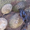 Shield Limpets