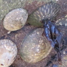 Shield Limpets
