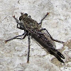 Robber or Assasin Fly