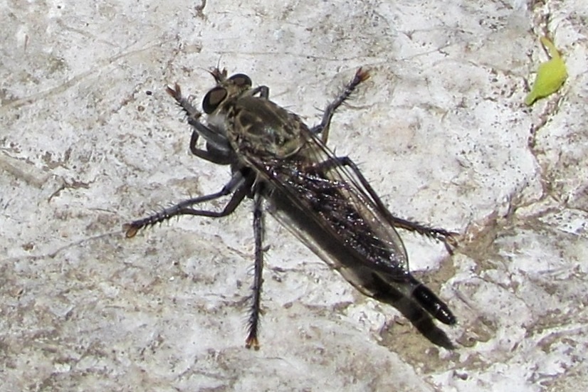 Robber or Assasin Fly