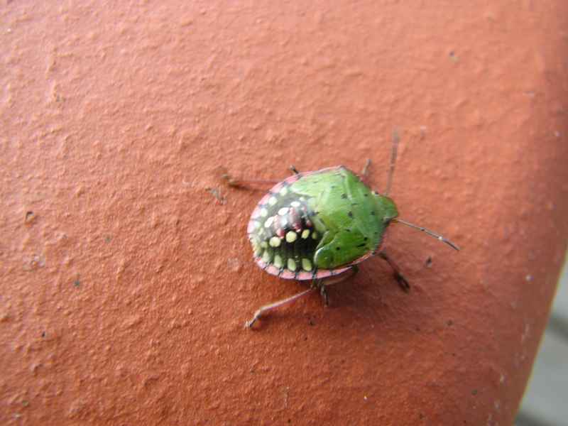 Green Vegetable Bug