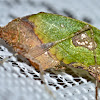 Dead leaf mimicking Katydid