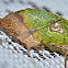 Dead leaf mimicking Katydid