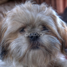 the dog by Mark Shepherdson - Animals - Dogs Puppies
