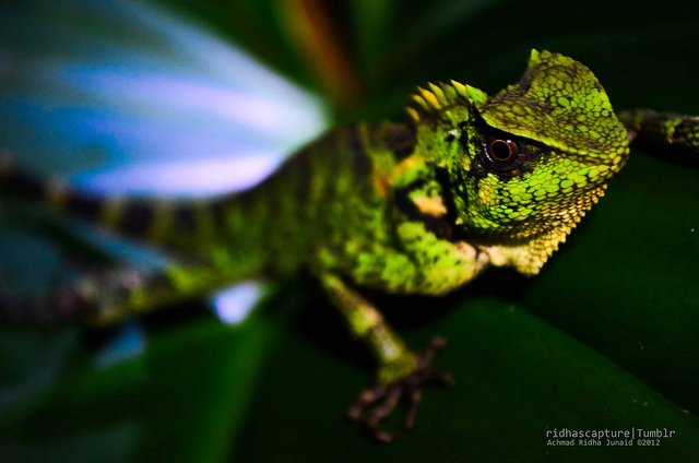 Kuhl's Angle-headed Lizard