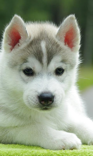 Cute Puppy Wallpapers