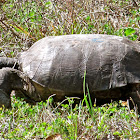 Gopher Tortoise