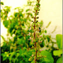 Ocimum tenuiflorum (Holy Basil) and Basil flowers
