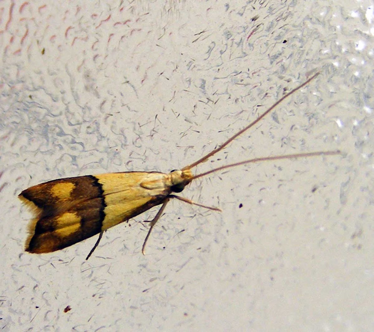 Tropical Longhorn Moth