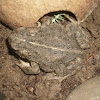 Western toad