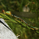 Emerald Damselfly (female)