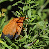 Net-winged beetles (mating)