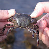 Asian shore crab