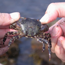 Asian Shore Crabs in Maine