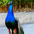 Indian Peafowl