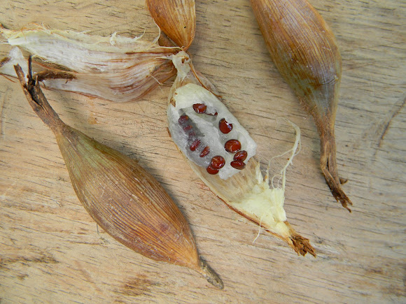 Piñuela Project Noah