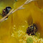 Opuntia Beetle
