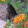 Black swallowtail buterfly