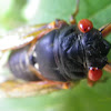 13 year Cicada