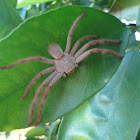 Flat Huntsman Spider