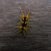 Slug Moths Caterpillar