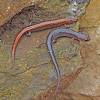 Zigzag Salamander