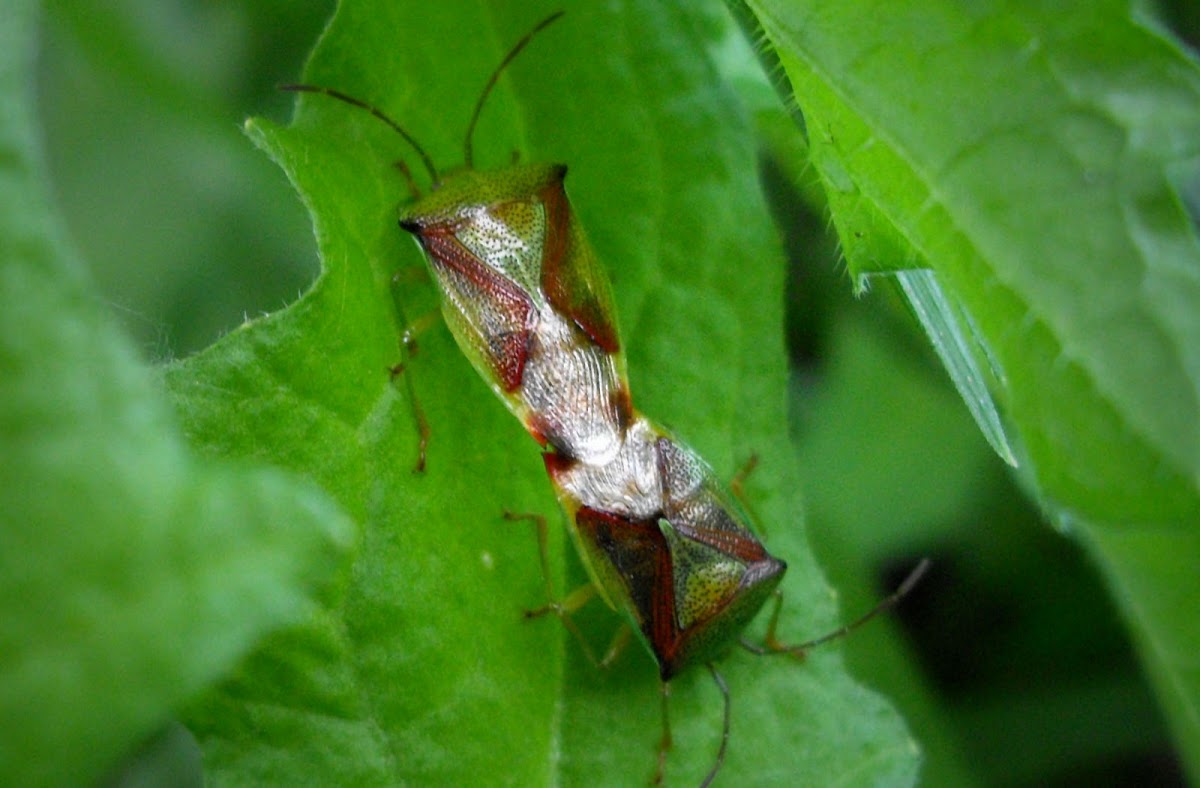 Juniper Shield Bug