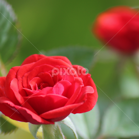 ROSES by Pranav S - Flowers Flower Gardens