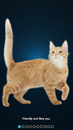 Cat Language Translator by Dexati poster 1