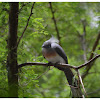 The Crested Coua